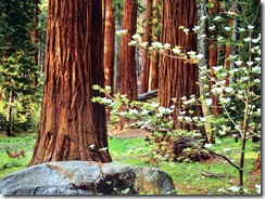 Expo photo Forêt 2011 -0011_1