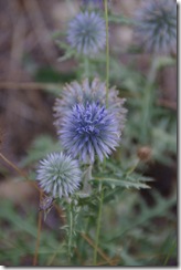 Vacances_Ete_2011_Forcalquier-0026