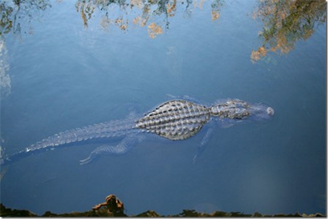 alligators