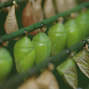 Afficher l'album Afficher l'album