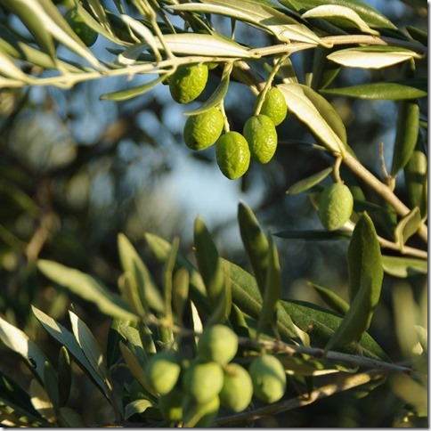 vacances_ete_2011_forcalquier-0025 (2)