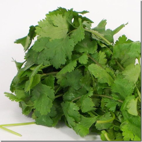coriandre